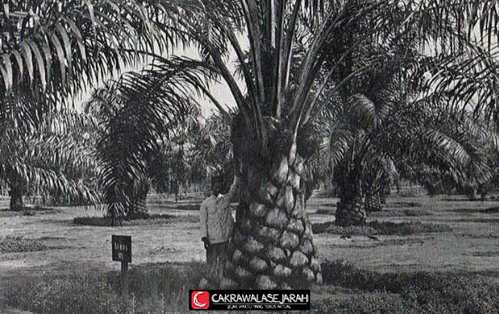 Sejarah Kelapa Sawit di Kebun Raya Bogor