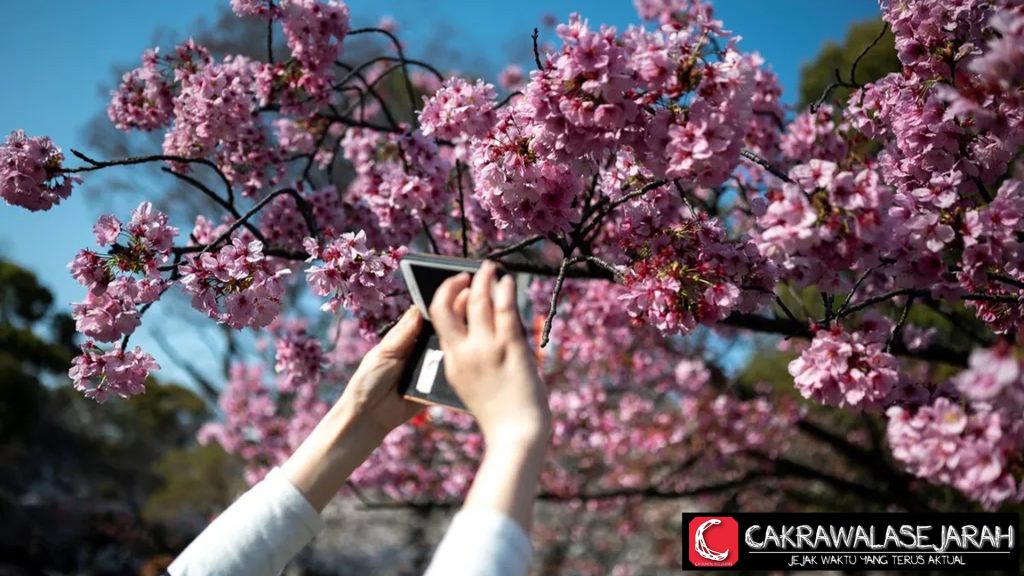 Mekarnya Bunga Sakura di Tokyo Lebih Cepat, Apa Artinya?